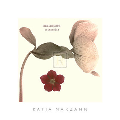 Hellebore I by Katja Marzahn Pricing Limited Edition Print image