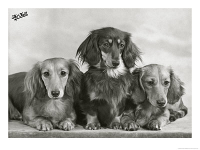 Three Dachshunds Sitting Together From The Priorsgate Kennel Owned By Sherer by Thomas Fall Pricing Limited Edition Print image