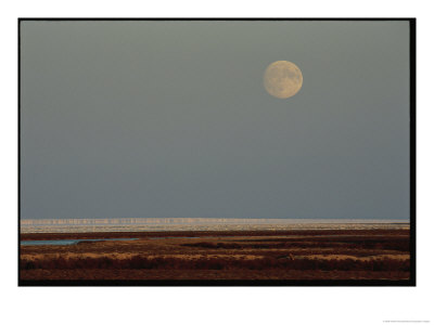 A Full Moon Rises Over Wapusk National Park by Norbert Rosing Pricing Limited Edition Print image