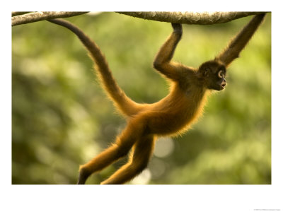 Spider Monkey (Ateles Geoffroyi) Brachiating Through Trees by Roy Toft Pricing Limited Edition Print image