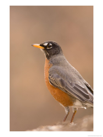 An American Robin (Turdus Migratorius) In Lincoln, Nebraska by Joel Sartore Pricing Limited Edition Print image