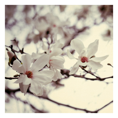 Magnolia Ii by Alicia Bock Pricing Limited Edition Print image