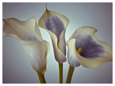 Blue Callas by Assaf Frank Pricing Limited Edition Print image