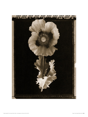 Poppy by Lynne Jaeger Weinstein Pricing Limited Edition Print image