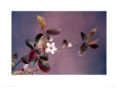 Eclosion Pourpre by Amelie Vuillon Pricing Limited Edition Print image