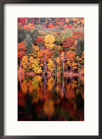 Trees By River In Autumn, Usa by Mark Newman Pricing Limited Edition Print image