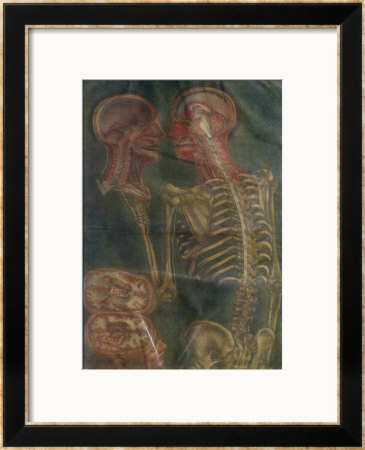 The Brain And The Spinal Chord, From Exposition Anatomique De La Structure Du Corps Humain, 1759 by Jacques Fabien Gautier D'agoty Pricing Limited Edition Print image