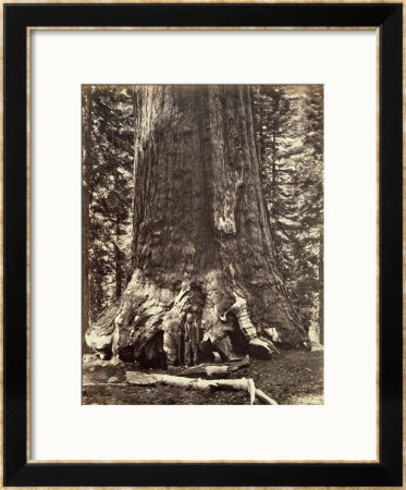 Base Of The Grizzly Giant by Carleton Emmons Watkins Pricing Limited Edition Print image
