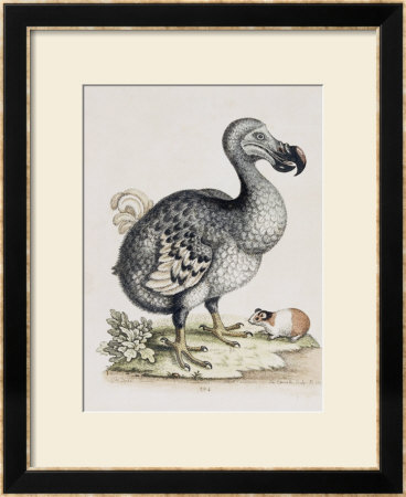 The Dodo by Frederick P. Nodder Pricing Limited Edition Print image