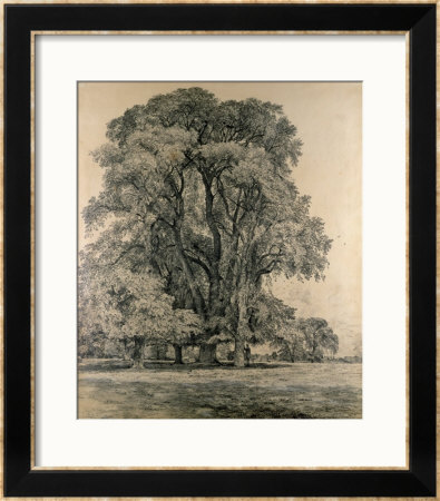 Elm Trees In Old Hall Park, East Bergholt, 1817 by John Constable Pricing Limited Edition Print image