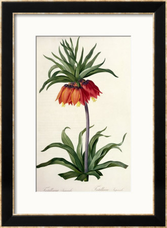 Fritillaria Imperialis From, Les Lilacees, 1802-8 by Pierre-Joseph Redouté Pricing Limited Edition Print image