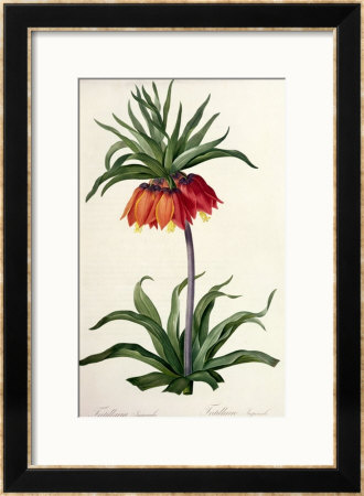 Fritillaria Imperialis From, Les Lilacees, 1802-8 by Pierre-Joseph Redoute Pricing Limited Edition Print image