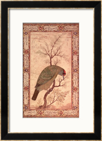 A Barbet (Himalayan Blue-Throated Bird) Jahangir Period, Mughal, 1615 by Ustad Mansur Pricing Limited Edition Print image