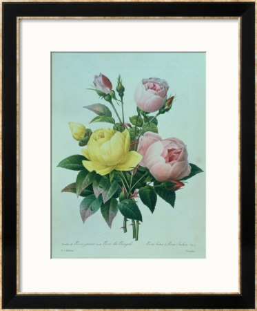 Rosa Lutea And Rosa Indica, From Les Choix Des Plus Belles Fleurs, 1827 by Pierre-Joseph Redouté Pricing Limited Edition Print image