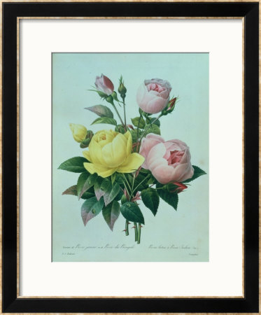 Rosa Lutea And Rosa Indica, From Les Choix Des Plus Belles Fleurs, 1827 by Pierre-Joseph Redoute Pricing Limited Edition Print image