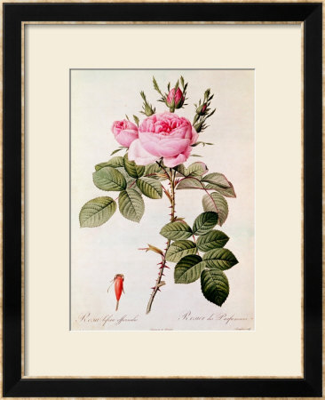 Rosa Bifera Officinalis, From Les Roses By Claude Antoine Thory by Pierre-Joseph Redoute Pricing Limited Edition Print image