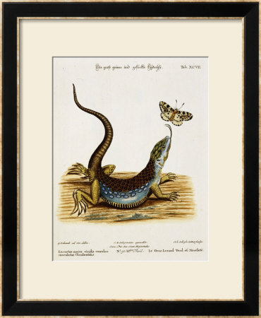 Lizard Chasing A Butterfly by Johann Michael Seligman Pricing Limited Edition Print image