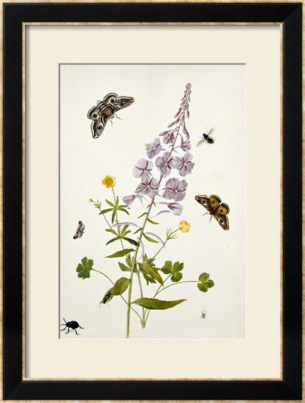 Rosebay Willowherb And Buttercups With Butterflies by Thomas Robins Jr Pricing Limited Edition Print image