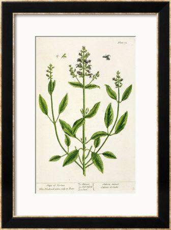 Salviam From A Curious Herbal, 1782 by Elizabeth Blackwell Pricing Limited Edition Print image