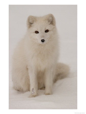White Fox, Churchill, Northern Manitoba by Keith Levit Pricing Limited Edition Print image