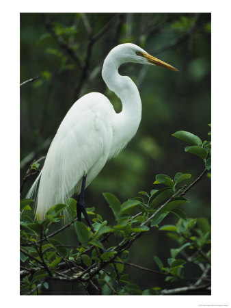 Great Egret Perches On A Tree Branch by Klaus Nigge Pricing Limited Edition Print image