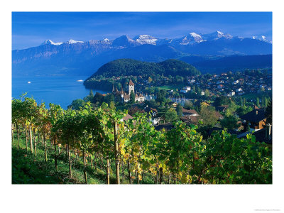 Castle And Vines, Spiez, Switzerland by Peter Adams Pricing Limited Edition Print image