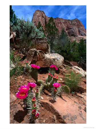 Simpson Hedgehog Cactus, Kolob Canyon, Zion National Park, Usa by John Elk Iii Pricing Limited Edition Print image