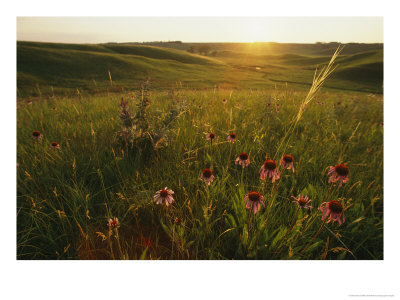A Field Of Purple Coneflowers At Sunrise by Annie Griffiths Belt Pricing Limited Edition Print image