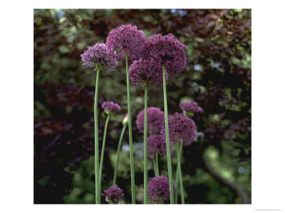 Allium Hollandicum Purple Sensation, Cotinus In Background by Jane Legate Pricing Limited Edition Print image