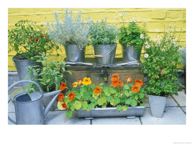 Herbs In Metal Pots Curry Plant, Catmint, Feverfew, Chamomile, Eau De Cologne Mint, Yellow Sage by Andrew Lord Pricing Limited Edition Print image