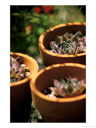 Sempervivum Growing In Terracotta Pots by Lynn Keddie Pricing Limited Edition Print image
