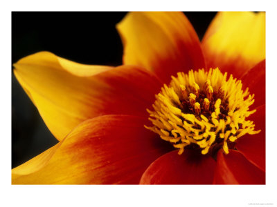 Dahlia Moonfire by Mark Bolton Pricing Limited Edition Print image