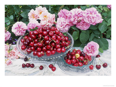 Two Glass Bowls With Red Cherry Old Rose Bush Rosa,Prunus by Linda Burgess Pricing Limited Edition Print image