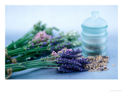 Cut Lavender, Dried Lavender & Glass Pot by Lynn Keddie Pricing Limited Edition Print image