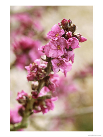 Daphne Mezereum, Close-Up Of Flowers February by Lynn Keddie Pricing Limited Edition Print image