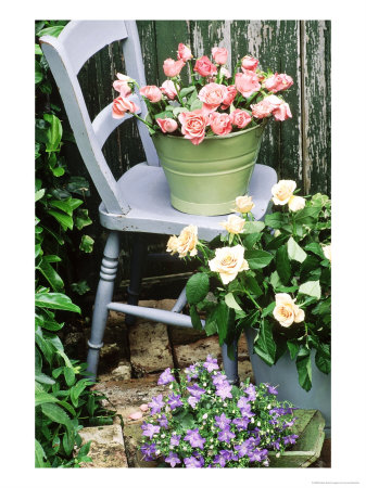Blue Chair, Green & Blue Buckets Rosa (Peach & Apricot) Campanula by Lynne Brotchie Pricing Limited Edition Print image