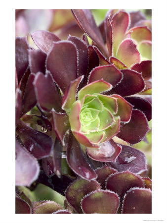 Aeonium Arboreum (Atropurpureum) by Mark Bolton Pricing Limited Edition Print image