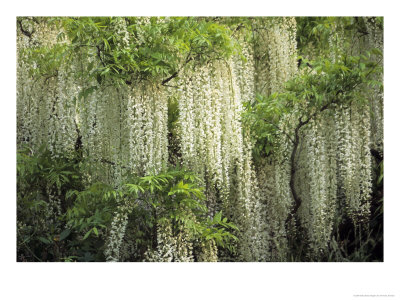 Wisteria Venusta (Silky Wisteria), White Pendulous Flowers by Hemant Jariwala Pricing Limited Edition Print image