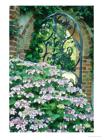 Gate, Decorative Wrought Iron In Brick Arch With Hydrangea by Sunniva Harte Pricing Limited Edition Print image