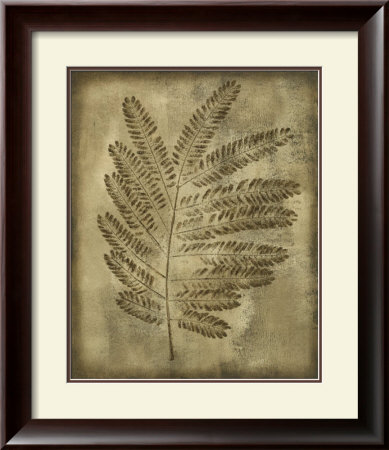 Sepia Drenched Fern Ii by Nancy Slocum Pricing Limited Edition Print image