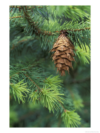 Closeup Of Douglas Fir Cone, Olympic National Park, Washington, Usa by Jamie & Judy Wild Pricing Limited Edition Print image