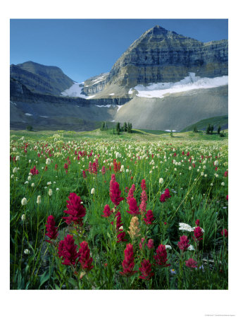 Paintbrush In Uinta National Forest, Wasatch Mountains, Mount Timpanogos Wilderness, Utah, Usa by Scott T. Smith Pricing Limited Edition Print image