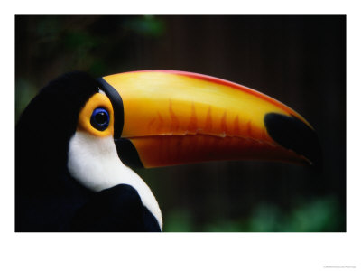 Portrait Of A Toco Toucan (Ramphastos Toco), Brazil by Mark Newman Pricing Limited Edition Print image