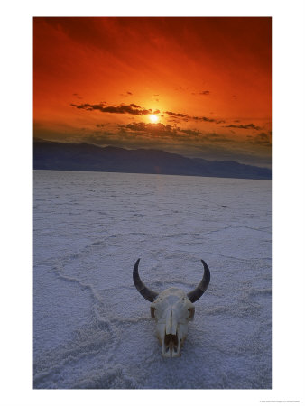 Bull's Skull Lying In The Desert by Michael Howell Pricing Limited Edition Print image