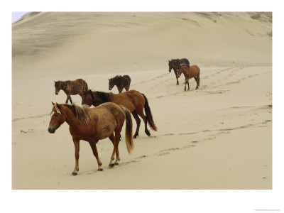 A Group Of Wild Horses In The Dunes Of Sable Island by Eightfish Pricing Limited Edition Print image