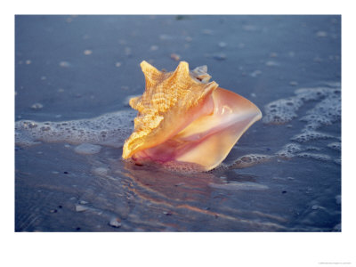 Queen Conch In Sea Foam by Lynn M. Stone Pricing Limited Edition Print image