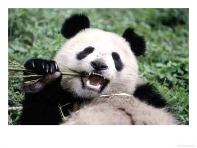 Giant Panda Bear Eating, Sichuan, China by Lynn M. Stone Pricing Limited Edition Print image