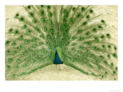 Peacock Displaying Plumage by Richard Stacks Pricing Limited Edition Print image