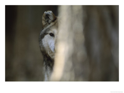 A Captive Mexican Gray Wolf Peers From Behind A Tree Trunk by Joel Sartore Pricing Limited Edition Print image