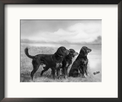 Jack Judy And Jill Of Cromux Three Gordon Setters In A Field Owned By Eden by Thomas Fall Pricing Limited Edition Print image